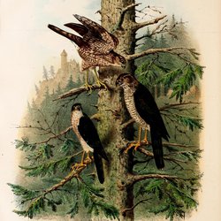 Sparrowhawk