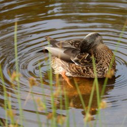 Mallard