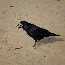 Rook