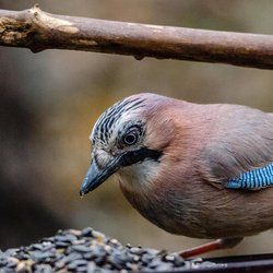 Eurasian Jay