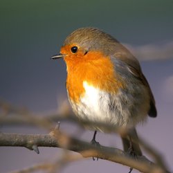 Robin