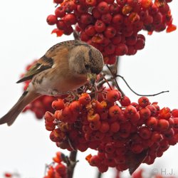 Brambling