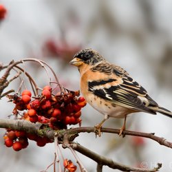 Brambling