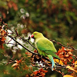 Ring-necked parakeet