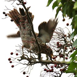 Fieldfare