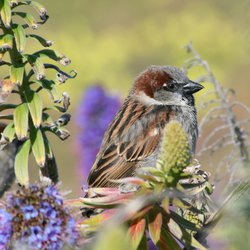 House Sparrow