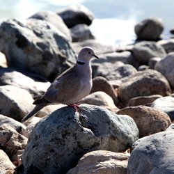 Collared-dove