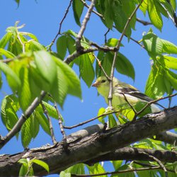 Siskin