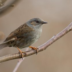 Dunnock