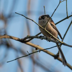 Long-tailed Tit