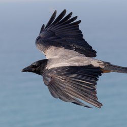 Hooded crow