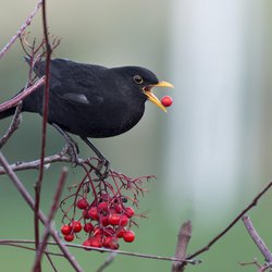 Blackbird