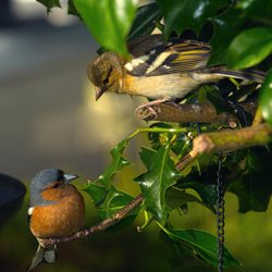 Chaffinch