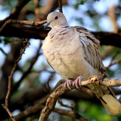 Collared-dove