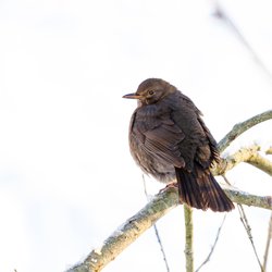 Blackbird