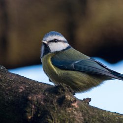 Blue Tit