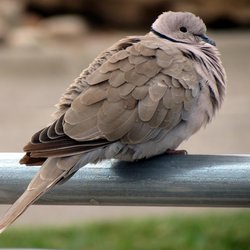 Collared-dove