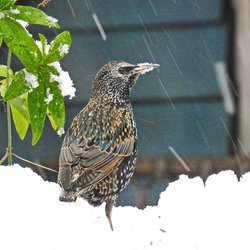 Starling