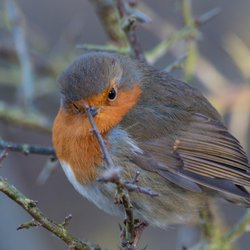 Robin
