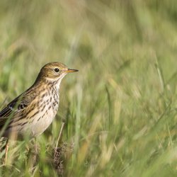 Meadow Pipit