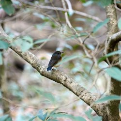 Black Redstart