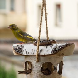 Greenfinch
