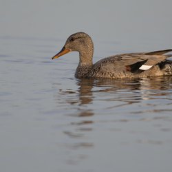 Gadwall