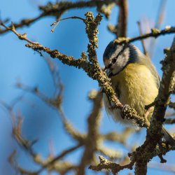 Blue Tit