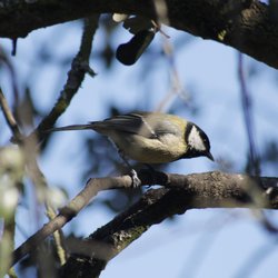 Great Tit
