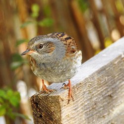 Dunnock