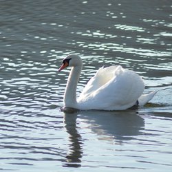 Mute Swan