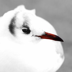 Black-headed Gull