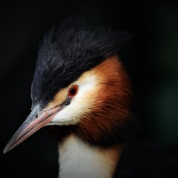 Great Crested Grebe