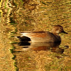 Gadwall