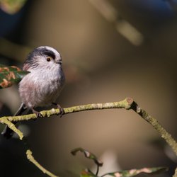Long-tailed Tit
