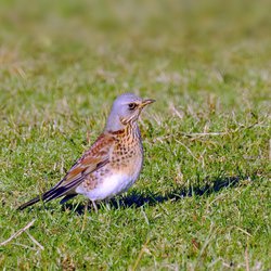 Fieldfare