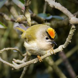 Goldcrest
