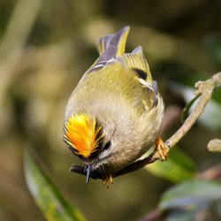 Goldcrest