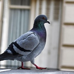 Feral Pigeon