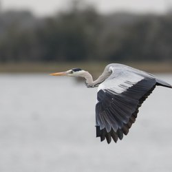 Grey Heron