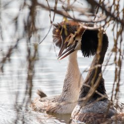 Great Crested Grebe
