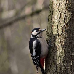 Great Spotted Woodpecker