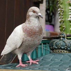 Feral Pigeon