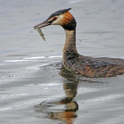 Great Crested Grebe