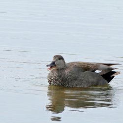 Gadwall