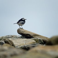 White Wagtail
