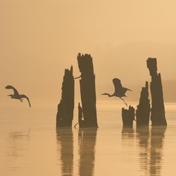 Grey Heron