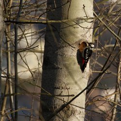 Great Spotted Woodpecker
