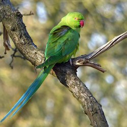 Ring-necked parakeet