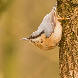 Nuthatch